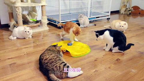 和猫玩游戏,与猫咪欢乐互动的时光(图1) 和猫玩游戏,与猫咪欢乐互动的时光(图1)