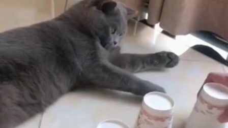 和猫玩游戏,与猫咪欢乐互动的时光(图2) 和猫玩游戏,与猫咪欢乐互动的时光(图2)