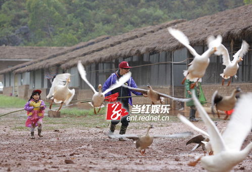 大雁飞游戏,翱翔天际的冒险之旅(图2) 大雁飞游戏,翱翔天际的冒险之旅(图2)