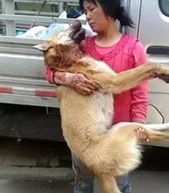 游戏憨的狗(图2)