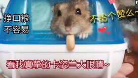 关于仓鼠游戏,探索仓鼠世界中的欢乐与智慧(图2) 关于仓鼠游戏,探索仓鼠世界中的欢乐与智慧(图2)