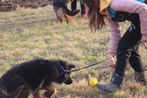 训狗游戏,趣味互动游戏打造和谐人犬关系(图1) 训狗游戏,趣味互动游戏打造和谐人犬关系(图1)