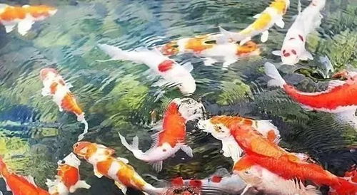 鲤鱼戏珠游戏,珠光熠熠戏水间——探寻鲤鱼戏珠游戏的魅力所在(图3) 鲤鱼戏珠游戏,珠光熠熠戏水间——探寻鲤鱼戏珠游戏的魅力所在(图3)
