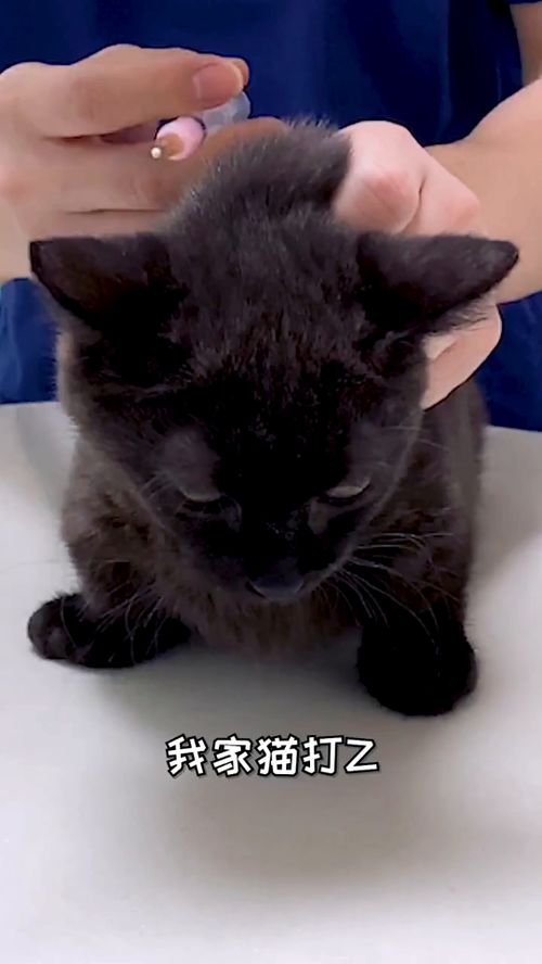 猫打针游戏,科普宠物医疗知识(图1) 猫打针游戏,科普宠物医疗知识(图1)