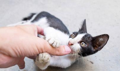猫打针游戏,科普宠物医疗知识(图3) 猫打针游戏,科普宠物医疗知识(图3)
