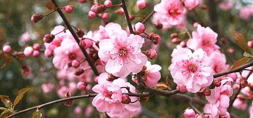 游戏梅花,探寻梅花游戏中的传奇故事(图3) 游戏梅花,探寻梅花游戏中的传奇故事(图3)