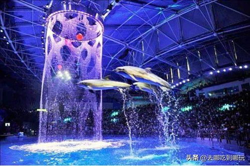豚秀游戏,畅游欢乐海洋(图2) 豚秀游戏,畅游欢乐海洋(图2)