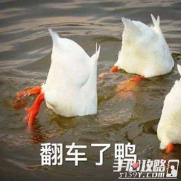 白头鸭游戏,一场充满智慧与策略的趣味挑战(图3) 白头鸭游戏,一场充满智慧与策略的趣味挑战(图3)