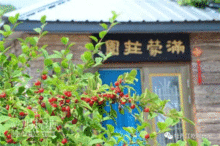 野菜庄园游戏,收获满满幸福时光(图3) 野菜庄园游戏,收获满满幸福时光(图3)