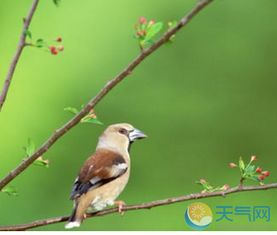两只小鸟坐在大树上手指游戏,两只小鸟与大树的指尖游戏(图3) 两只小鸟坐在大树上手指游戏,两只小鸟与大树的指尖游戏(图3)