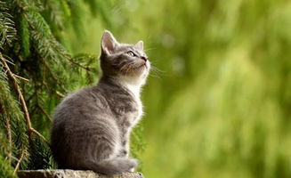 猫丢了游戏,一场关于爱与勇气的猫丢冒险之旅(图3) 猫丢了游戏,一场关于爱与勇气的猫丢冒险之旅(图3)