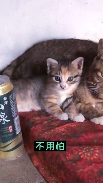 童年游戏猫,猫捉老鼠的快乐时光(图3) 童年游戏猫,猫捉老鼠的快乐时光(图3)