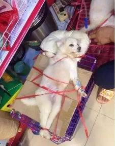 吊瓶小游戏,趣味盎然的平衡极限游戏体验(图3) 吊瓶小游戏,趣味盎然的平衡极限游戏体验(图3)