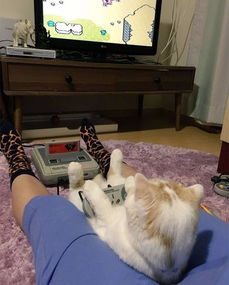回头猫游戏,穿梭时空的奇幻冒险之旅(图2)