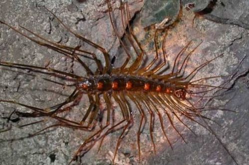游戏蜈蚣脚,探索神秘生物的奇幻冒险之旅(图3) 游戏蜈蚣脚,探索神秘生物的奇幻冒险之旅(图3)