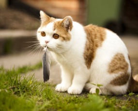 猫游戏技巧,轻松征服每一局(图3) 猫游戏技巧,轻松征服每一局(图3)