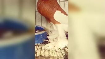 蜂鸟打游戏,速度与激情的指尖对决(图2) 蜂鸟打游戏,速度与激情的指尖对决(图2)