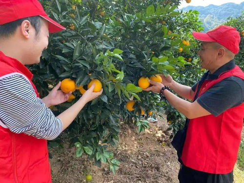公益橙子游戏,探索橙子游戏的温暖力量(图1) 公益橙子游戏,探索橙子游戏的温暖力量(图1)
