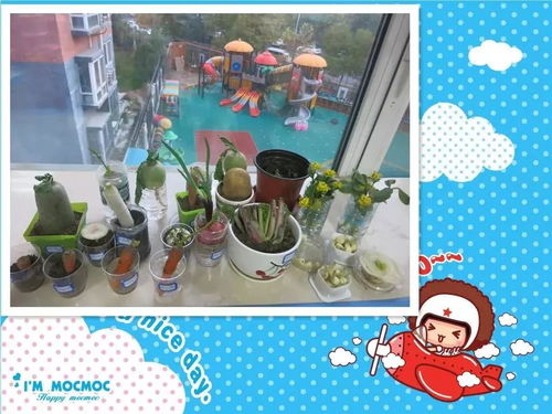 种植游戏小班,开启幼儿绿色成长之旅(图1) 种植游戏小班,开启幼儿绿色成长之旅(图1)