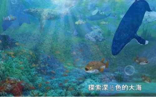 韩国鲸鱼游戏,揭秘校园恐怖现象背后的真相(图2) 韩国鲸鱼游戏,揭秘校园恐怖现象背后的真相(图2)
