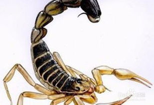 游戏养蝎子,探索神秘生物的奇幻之旅(图1) 游戏养蝎子,探索神秘生物的奇幻之旅(图1)