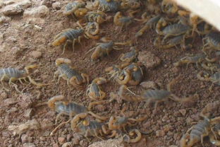 游戏养蝎子,探索神秘生物的奇幻之旅(图2) 游戏养蝎子,探索神秘生物的奇幻之旅(图2)