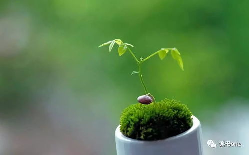 游戏绿芽,探索奇幻森林的冒险之旅(图2) 游戏绿芽,探索奇幻森林的冒险之旅(图2)