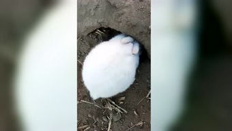 兔子打洞游戏,一场智慧与策略的趣味较量(图3) 兔子打洞游戏,一场智慧与策略的趣味较量(图3)
