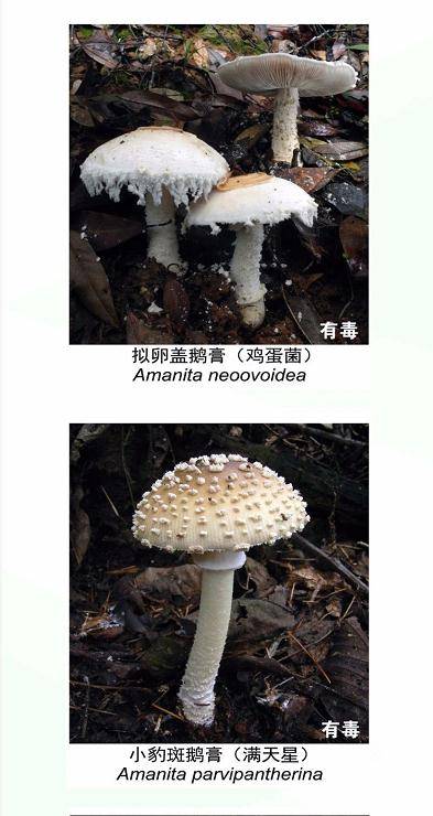 喃喃游戏菌,揭秘虚拟世界中的神秘声音之旅(图3) 喃喃游戏菌,揭秘虚拟世界中的神秘声音之旅(图3)