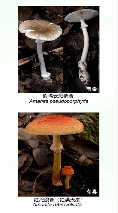 喃喃游戏菌,揭秘虚拟世界中的神秘声音之旅(图2) 喃喃游戏菌,揭秘虚拟世界中的神秘声音之旅(图2)