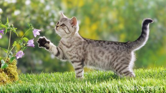 游戏名字猫咪,萌宠冒险之旅(图1) 游戏名字猫咪,萌宠冒险之旅(图1)