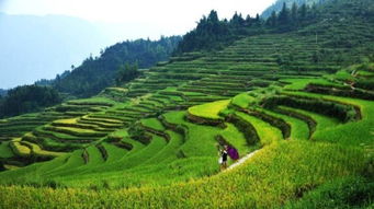 游戏梯田,游戏世界中的农业奇迹之旅(图3) 游戏梯田,游戏世界中的农业奇迹之旅(图3)