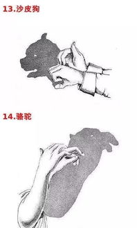 中班手指游戏手影游戏,创意无限时光(图1)