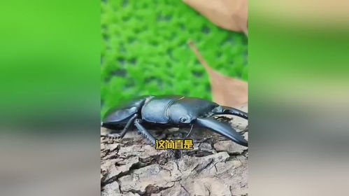 锹甲虫游戏,探索昆虫世界的奇幻冒险之旅(图2)