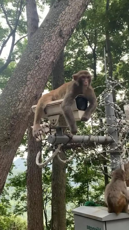 监控猴子游戏,揭秘动物世界的趣味互动(图1) 监控猴子游戏,揭秘动物世界的趣味互动(图1)