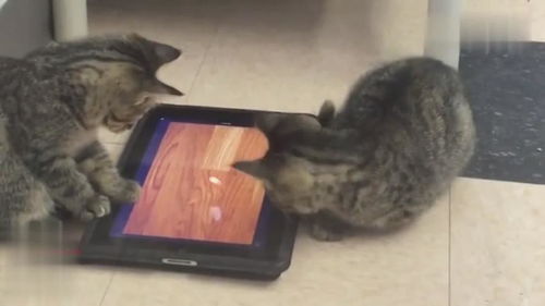 猫咪游戏平板,互动乐趣无限(图1) 猫咪游戏平板,互动乐趣无限(图1)