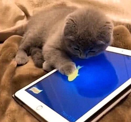 猫咪游戏平板,互动乐趣无限(图2) 猫咪游戏平板,互动乐趣无限(图2)