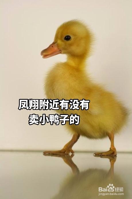 亲子游戏抓鸭子游戏,抓鸭子游戏欢乐多(图3) 亲子游戏抓鸭子游戏,抓鸭子游戏欢乐多(图3)