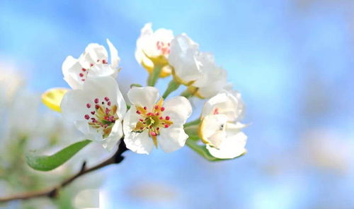 梨花说游戏,探寻虚拟世界的奇幻之旅(图3) 梨花说游戏,探寻虚拟世界的奇幻之旅(图3)