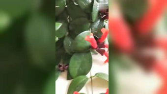 吊兰游戏,一场惊心动魄的虚拟冒险之旅(图3) 吊兰游戏,一场惊心动魄的虚拟冒险之旅(图3)