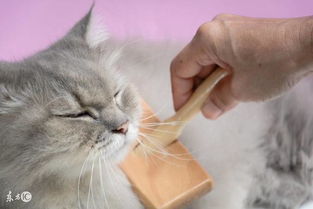猫咪运输游戏,跨越世界的温馨之旅(图1) 猫咪运输游戏,跨越世界的温馨之旅(图1)