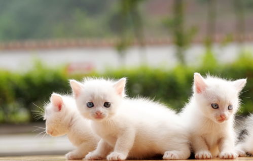 猫咪运输游戏,跨越世界的温馨之旅(图2) 猫咪运输游戏,跨越世界的温馨之旅(图2)