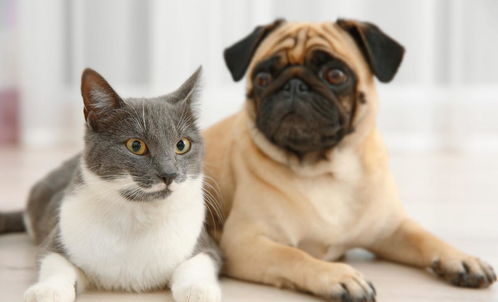 猫咪运输游戏,跨越世界的温馨之旅(图3) 猫咪运输游戏,跨越世界的温馨之旅(图3)
