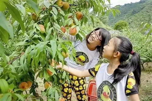 种植采摘游戏,体验种植与采摘的欢乐时光(图1)