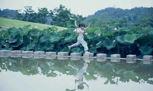 游戏鱼荷花,探寻水中仙子的奇幻之旅(图1) 游戏鱼荷花,探寻水中仙子的奇幻之旅(图1)