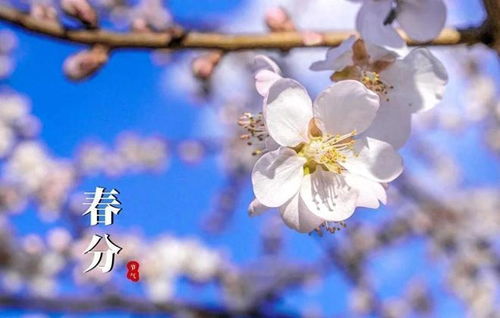 春分传统游戏,传统游戏乐翻天(图3) 春分传统游戏,传统游戏乐翻天(图3)