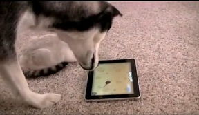 ipad游戏动物,iPad游戏动物奇遇记(图3) ipad游戏动物,iPad游戏动物奇遇记(图3)