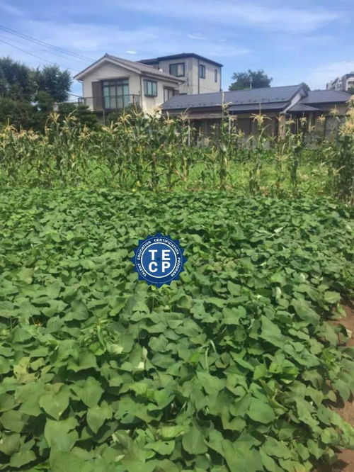 外国游戏种菜,探索外国游戏中的种菜乐趣(图3) 外国游戏种菜,探索外国游戏中的种菜乐趣(图3)