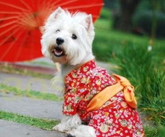 小狗犬游戏,萌宠陪伴的奇幻冒险之旅(图3) 小狗犬游戏,萌宠陪伴的奇幻冒险之旅(图3)