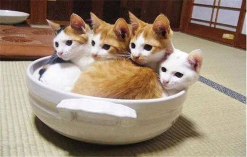 猫星宿游戏,开启奇幻冒险之旅(图2)